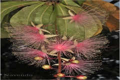 Barringtonia racemosa